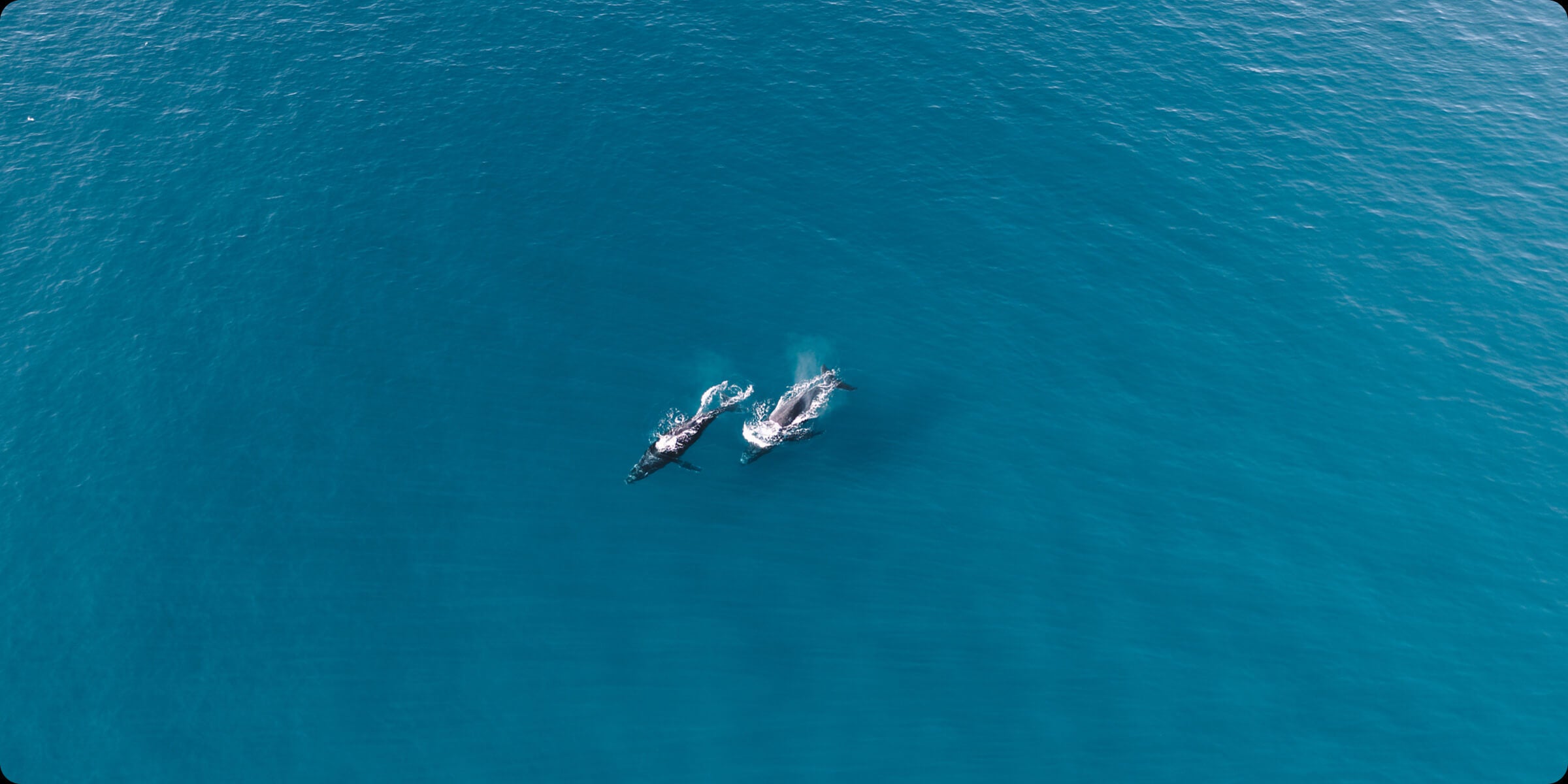 DJI Mini 4 Pro Drone - Under 249g 4K/60FPS HDR True Vertical Shooting 20Km FHD Video Transmission 360° ActiveTrack Omnidirectional Obstacle Sensing 17 DJI Mini 4 Pro Drone, Advanced RTH Cruise Control can reduce operation fatigue during long-distance, steady-state